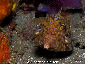 Thornback Cowfish, Horseshoe Bay, Komodo
Olympus E330, 5... by Christian Nielsen 